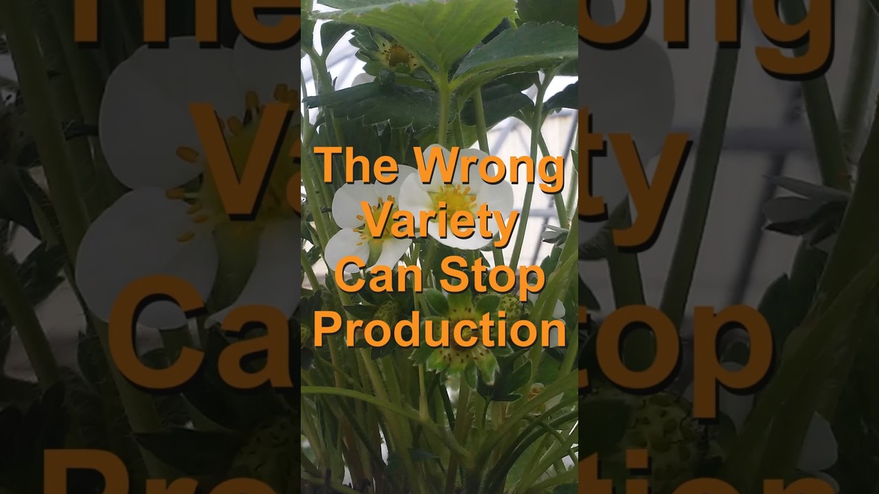 Неправильный сорт может остановить урожай 