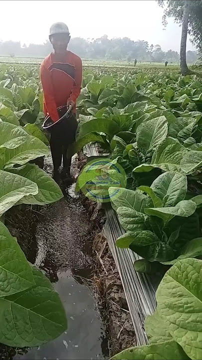 Fertilizing tobacco by spreading it in the ditch