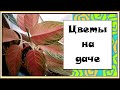 Новости с подоконника ИЮНЬ 2020 / Комнатные цветы после переезда на дачу ЛЕТО