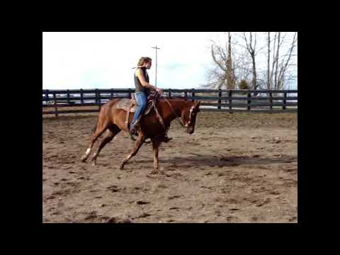 chestnut-quarter-horse-mare,-had-cutting-training,-fun-to-ride!