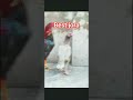 Https Youtube Com Shorts QENFw4se0Ok Si 1uzLrl8pRfPIerdO Roosterfarm Rooster Swataseels Chicke Https Youtube Com Shorts QENFw4se0Ok Si 1uzLrl8pRfPIerdO Roosterfarm Rooster Swataseels Chicke
