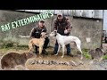 Ratting | Farm Yard Pest Control with Dogs and Slingshots