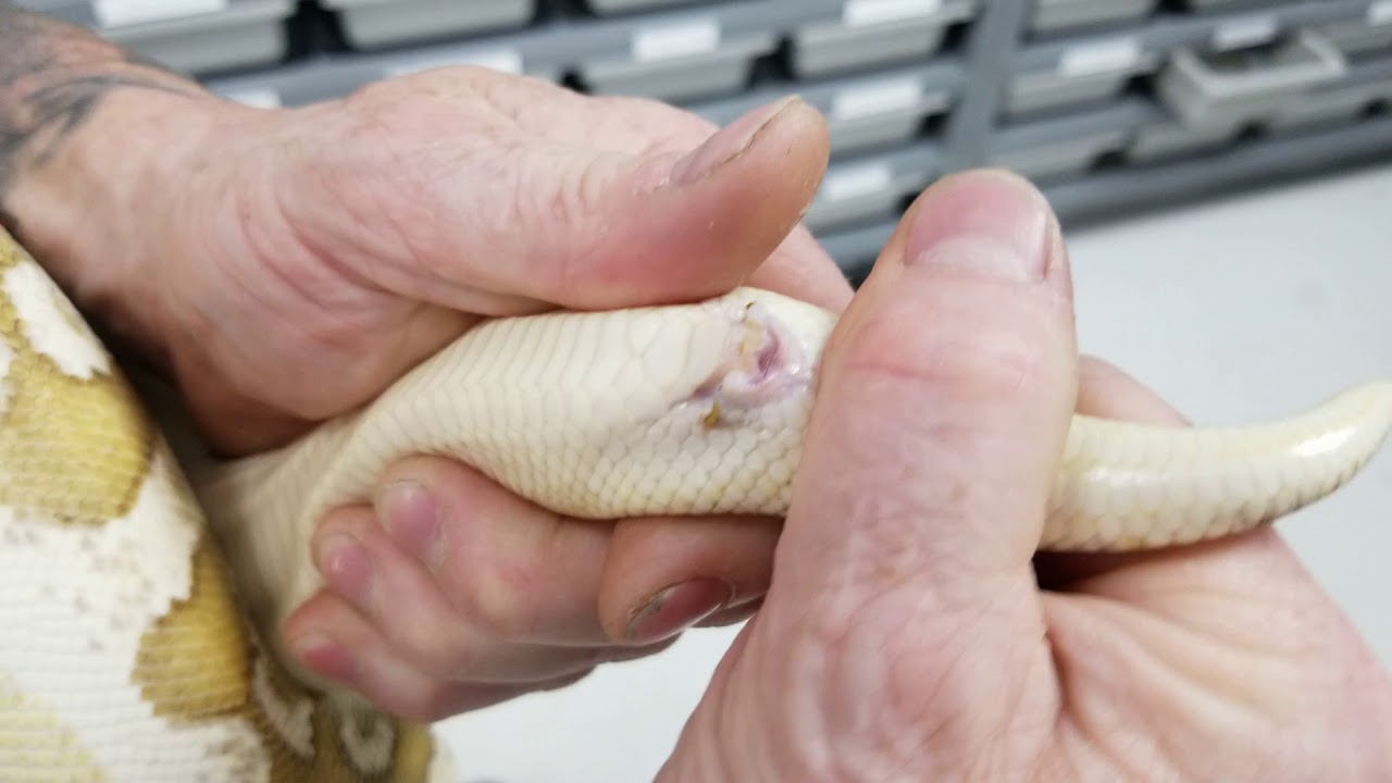 How Tell If Your Ball Python Is A Male Or Female By Popping This Way!!