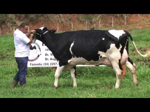 LOTE 4   658