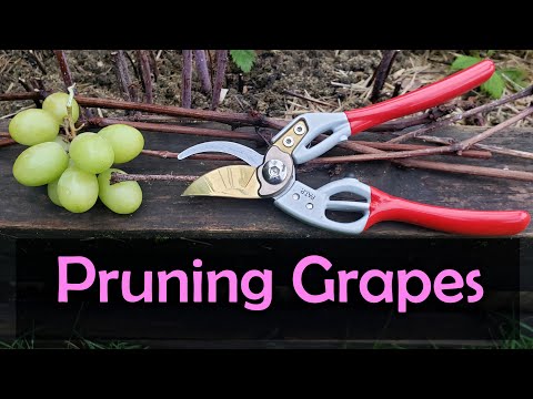 Video: Bumubuo At Pruning Isang Grape Bush