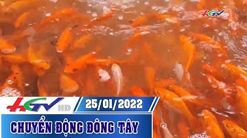 Cá chép vàng cháy hàng, tăng giá dịp tết ông công ông Táo | CHUYỂN ĐỘNG ĐÔNG TÂY