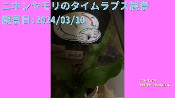 【For Work】 RPi-Cam-Web-Interfaceを使ったテスト（Timelapse） 2024年03月10日