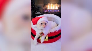 These Pets Are Getting Into The Christmas Spirit Caters Clips
