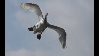 SWANS :  Slow Motion Flying, Take Off and Landing