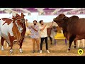 Most Expensive Cows of Pakistan | Eid Special | Dumb TV 2021