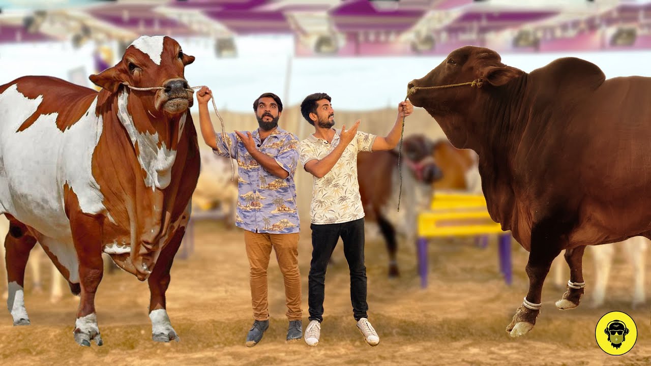 Most Expensive Cows of Pakistan