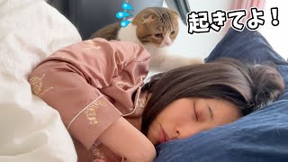 絶対に起きないママVS朝6時に絶対に起こす猫
