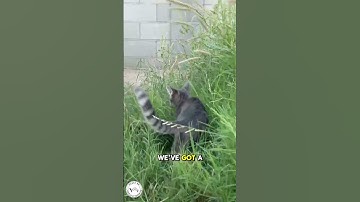 Tortoise Glow-Up Day ✨