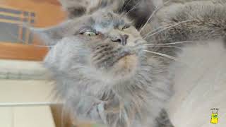 When you want a catman by Hug me! Our favorite cats. 319 views 1 year ago 34 seconds