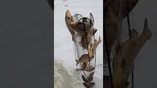 Here's i threw a lift and caught 4 crucian Carp 2 of them #fishing #carpfishing