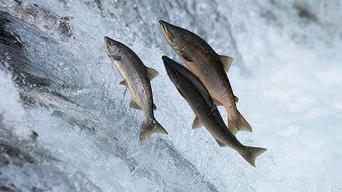 Câu chuyện : CÁ SỐNG KHI LỘI NGƯỢC DÒNG, THUẬN NƯỚC TRÔI XUÔI LÀ CÁ CHẾT