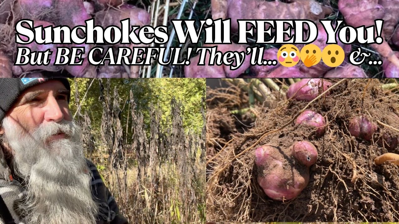 Топинамбур питает вас, укрепляет вашу почву, привлекает опылителей и украшает землю, НО БУДЬТЕ ОС...
