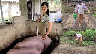 Daily care of the pigs, ducklings and Plant cucumber plants in the garden | Lý Thị Thắm