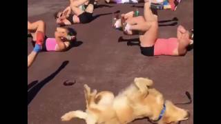 Golden retriever at workout class