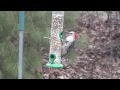 Female redbellied woodpecker