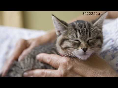 Почему кошки мурчат