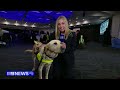 Say hello to Australia's newest guide dogs | 9 News Australia