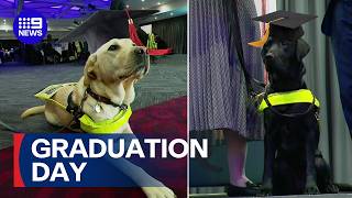 Say hello to Australia's newest guide dogs | 9 News Australia