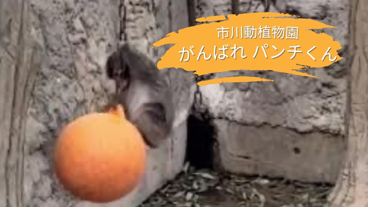 市川市動植物園 パンチ君 年間パスポートで観覧して来ました🐒