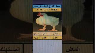 اسعار الفراخ البيضاء في مصر الجمعة 13-10-2023