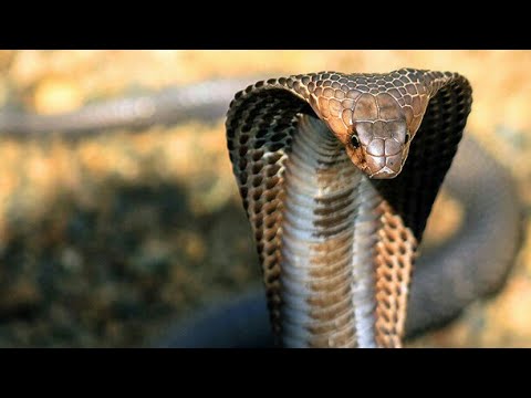 10 მომაკვდინებელი გველი --- 10 Смертельных Змей ( South Africa)