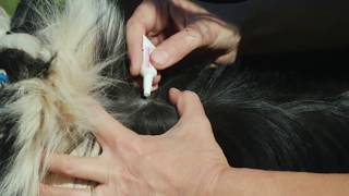 Famous What repellent should you use against ticks? Here is the answer! Net Worth