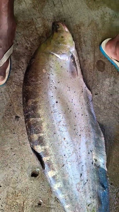 Ee fish peru sithalu meku teilusthey comment cheiyandi friends🥰#subscribemychannel #shorts #fish