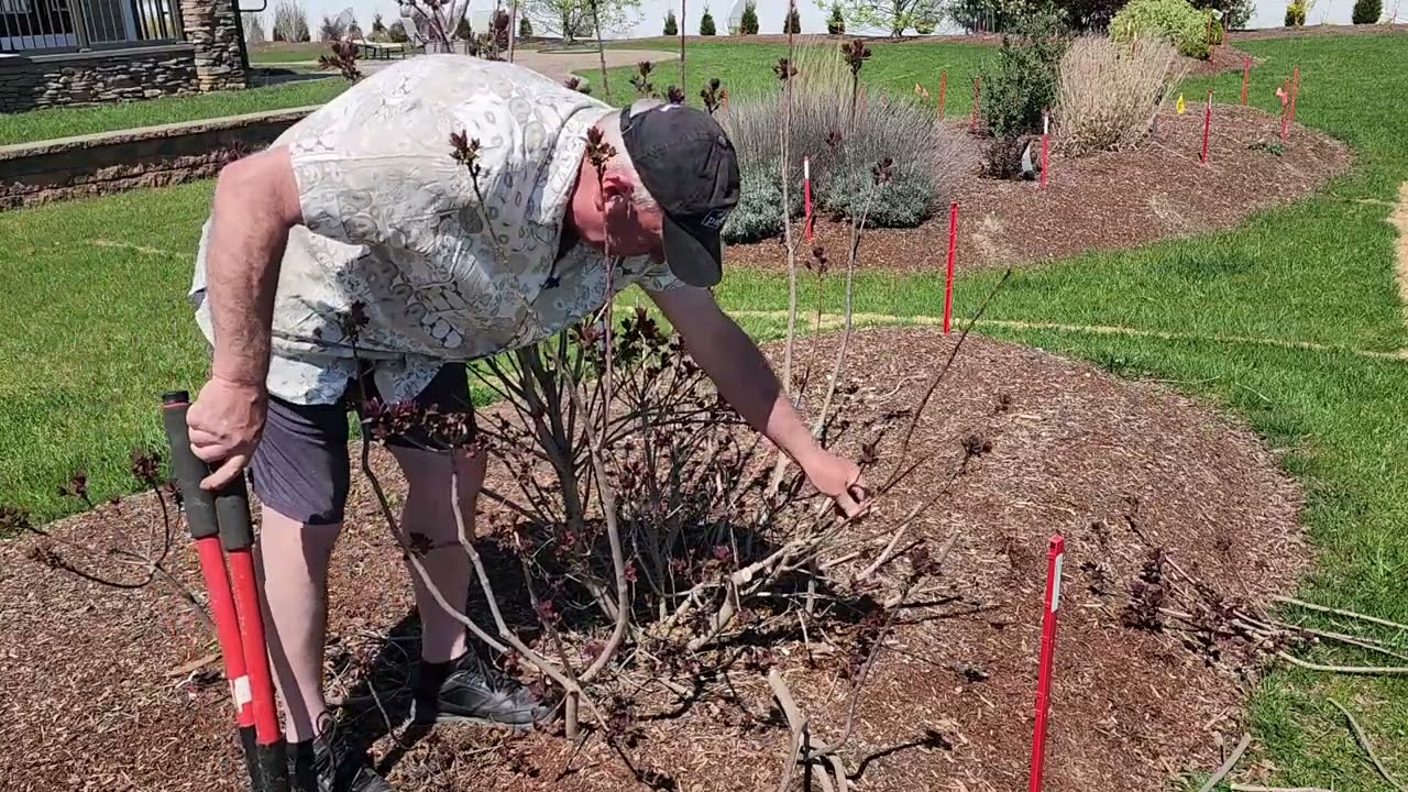 How To Get More Color From Shrubs With Attractive Foliage 😀👍💚✂️