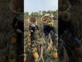 pineapple harvesting #funny #kishan #123kishan #comedy #voiceeffects #kisan #duet #fouryoupage