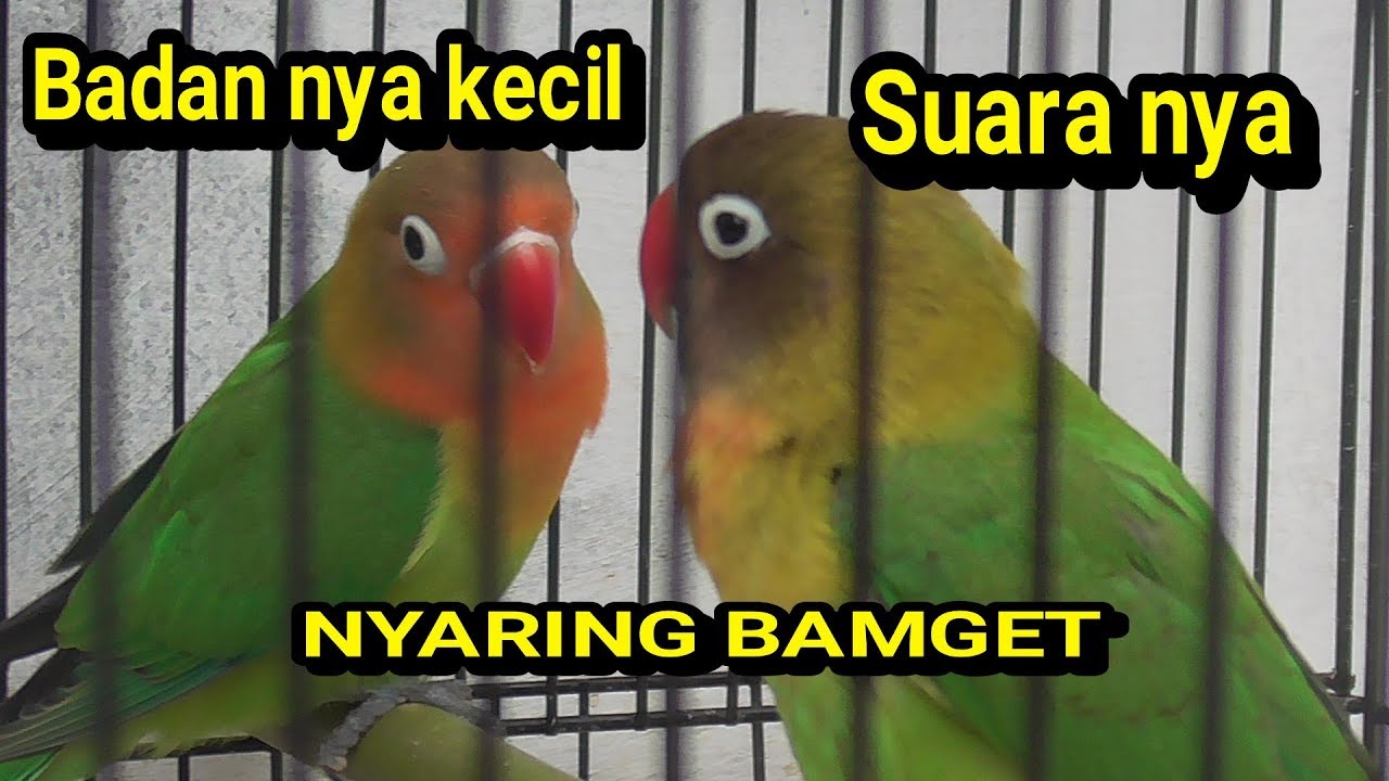 LOVEBIRD NYARING SUARANYA 