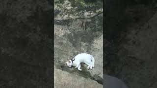 Why Cat Likes To Lay Onthe Ground?