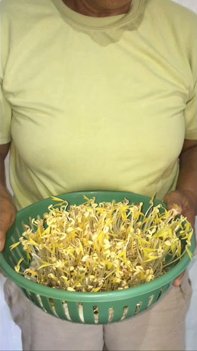 How I Grow Monggo Beans Sprouts at Home | Mung Bean Sprouts