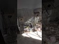 les couple perruche reproduction ازواج البادجي مع الفراخ اثناء التزاوج 😍