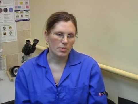 кастрация котов - зачем это нужно . Все О Домашних Животных.