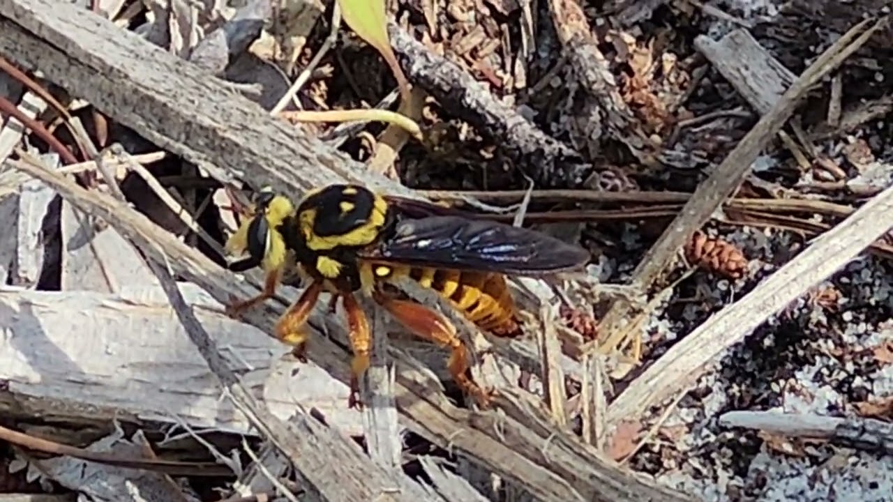 Laphria saffrana just vibing for 3 minutes