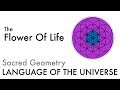 The Flower Of Life - Sacred Geometry