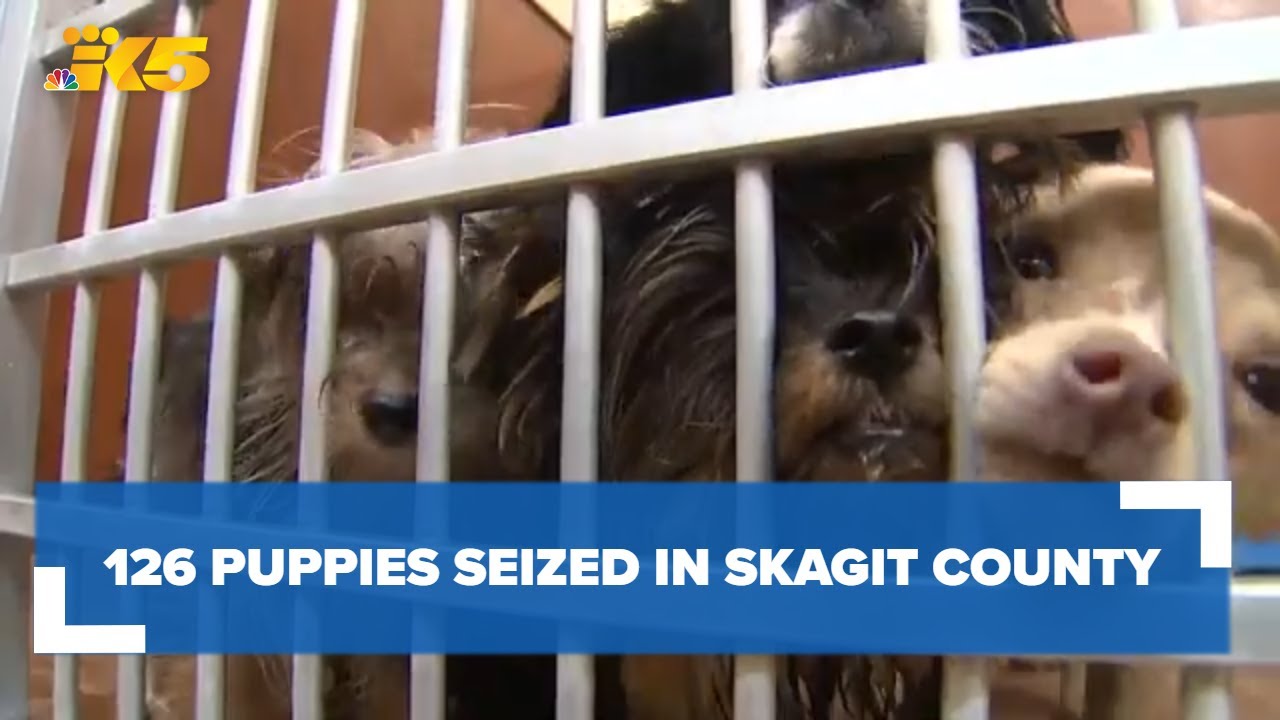 Does The Humane Society Treat Sick Dogs