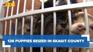 126 puppies siezed in Skagit County