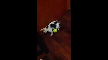 Como usar ao invés de ou em vez de?