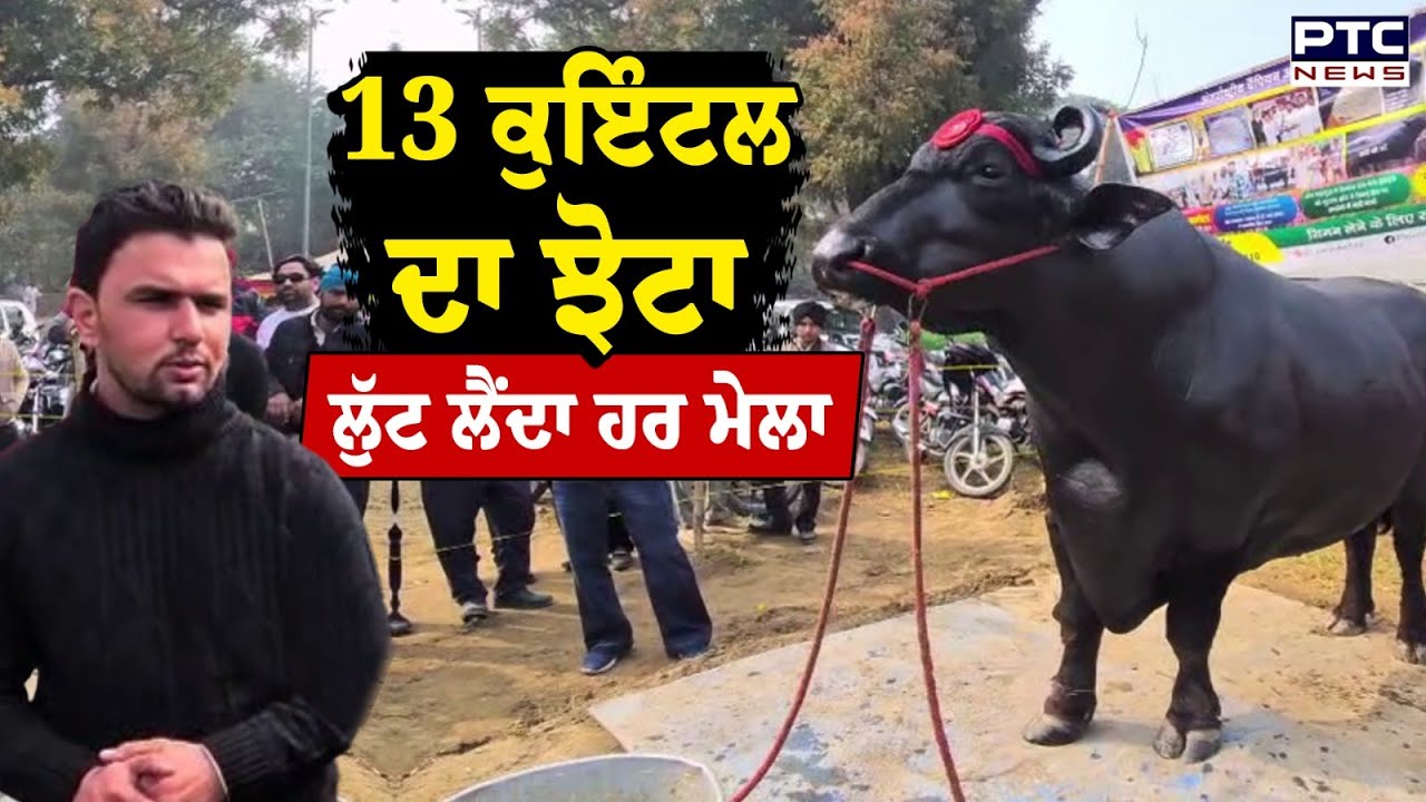 Talwandi Sabo Mela :13 ਕੁਇੰਟਲ ਦਾ ਝੋਟਾ ਲੁੱਟ ਲੈਂਦਾ ਹਰ ਮੇਲਾ,ਜਾਣੋ ਕੀ ਹੈ ਖ਼ਾਸੀਅਤ | Bathinda | Punjabi News