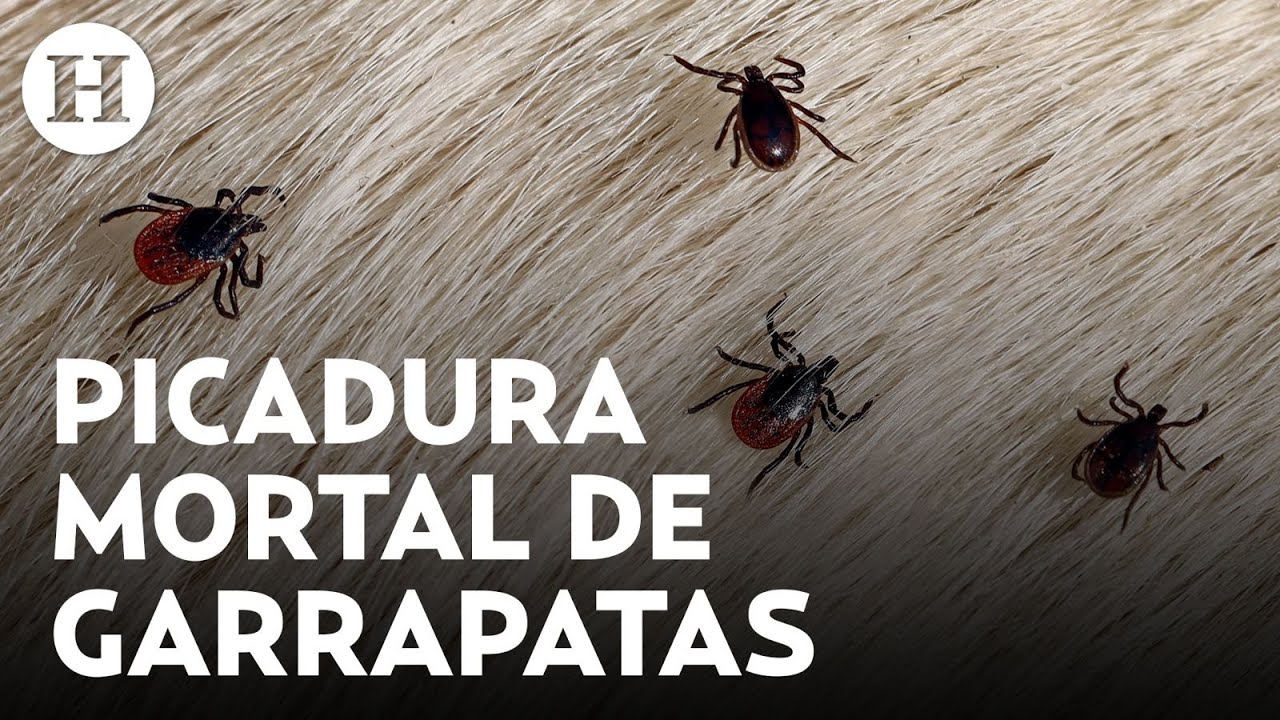 ¿Muerte por garrapata? Estos son los síntomas de la rickettsia ...