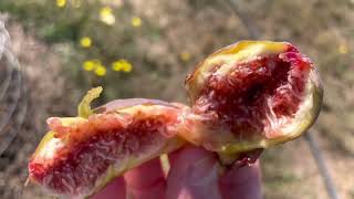 Is the fig season really winding down?