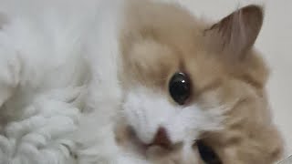 i am lazy cat🐈 by Cat life 136 views 6 days ago 2 minutes, 17 seconds