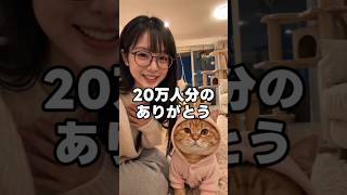 20万人のみなさん、いつも本当にありがとう❤️ #猫動画 #かしわねこ #元気になる動画 #猫好きさんと繋がりたい #猫のいる暮らし #癒やし #猫のいる生活 #cutecat #好きな子猫 #cat