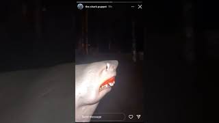 Shark Puppet Late 4Th Of July